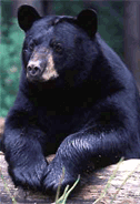 florida black bear