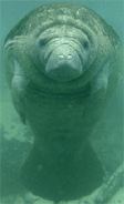 Mammal Manatee in Florida List of Florida state parks, Best Florida resorts