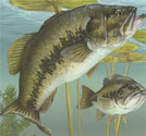 Freshwater Fish