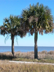 sabal palmetto