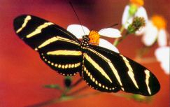 Zebra Longwing