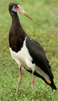 abdim's stork