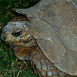 asian brown tortoise