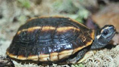 asian brown tortoise