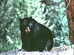 black bear