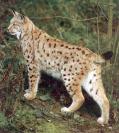 bobcat