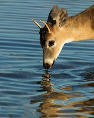 key deer