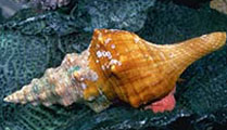 horse conch horse conch
