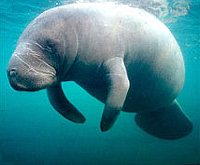 manatee