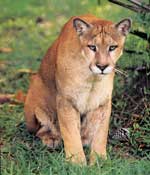 florida panther