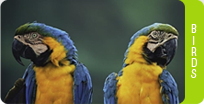 Florida Birds Florida Birds