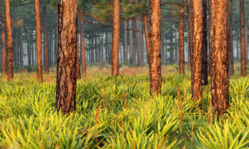 florida national park